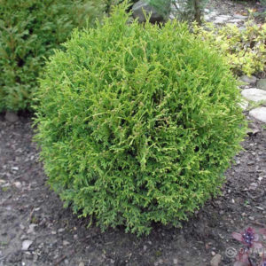 Туя західна  Літл Чемпіон / Thuja occidentalis Little Champion (D-40-50 см. )