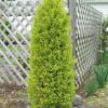 Ялівець звичайний Голд Коне / Juniperus communis ‘Gold Cone’ (40-45см.) 2698