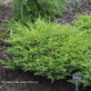 Ялівець горизонтальний ‘Андорра Варієгата’ / Juniperus horizontalis ‘Andorra Variegata’ (40-50 см.)