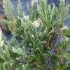 Ялівець горизонтальний ‘Андорра Варієгата’ / Juniperus horizontalis ‘Andorra Variegata’ (30 см.) 3790