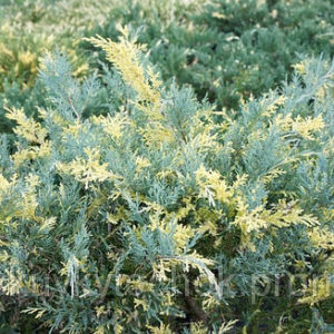 Ялівець середній Блю енд Голд ( Блу енд Голд ) / Juniperus pfitzeriana ‘Blue and Gold (50см.)