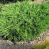Ялівець горизонтальний Андорра Компакт / Juniperus horizontalis Andorra Compact (50-60 см.)