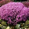 Чебрець (Тим’ян)  ранній ‘Мінор’ – Thymus paecox ‘Minor’