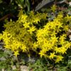 Очиток їдкий ‘Єллоу Квін’ / Sedum acre ‘Yellow Queen’ (20см.) 3570