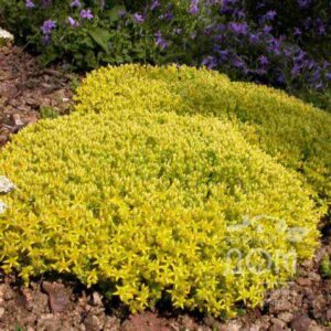 Очиток їдкий ‘Єллоу Квін’ / Sedum acre ‘Yellow Queen’ (20см.)