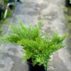 Ялівець горизонтальний Андорра Компакт / Juniperus horizontalis Andorra Compact (50-60 см.) 4425