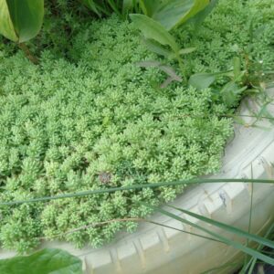 Очиток блідий / білий /Sedum bithynicum (15см.)