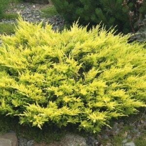 Ялівець горизонтальний Лаймглоу / Лайм Глоу / Juniperus horizontalis Limeglow/ Lime Glow (30-40 см.)