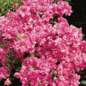 Рододендрон японський Петікот / Азалія японська Петікот / Rhododendron obtusum Petticoat (50см.)