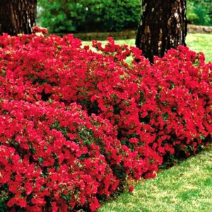 Рододендрон японський Марушка / Азалія японська Марушка / Rhododendron obtusum Maruschka (30-40см.)