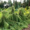 Ялівець звичайний Хорстманн / Juniperus communis ‘Horstmann’ (80-100 см.) 2736