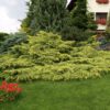 Ялівець Пфіцера ‘Голд Стар’ / Juniperus Pfitzeriana ‘Gold Star’ (40-50см.) 2084