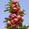 Яблуня П’єдестал (зимовий сорт) – продано