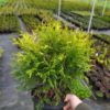 Туя західна Селена / Thuja occidentalis Selena (діаметр 30 см) 1981
