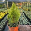 Туя східна Ауреа Нана / Thuja orientalis Aurea Nana ( 30-40 см.) 4225