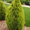 Туя східна Ауреа Нана / Thuja orientalis Aurea Nana ( 30-40 см.) 4227
