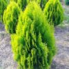 Туя східна Ауреа Нана / Thuja orientalis Aurea Nana ( 30-40 см.)