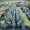 Ялівець скельний “Блу Арроу” (Блю Арроу) / Juniperus scopulorum “Blue Arrow” (60 см.) 4205