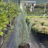 Ялівець скельний “Блу Арроу” (Блю Арроу) / Juniperus scopulorum “Blue Arrow” (60 см.) 4201
