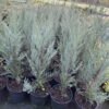 Ялівець скельний “Блу Арроу” (Блю Арроу) / Juniperus scopulorum “Blue Arrow” (60 см.) 4203