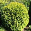 Туя західна Селена / Thuja occidentalis Selena (діаметр 30 см)