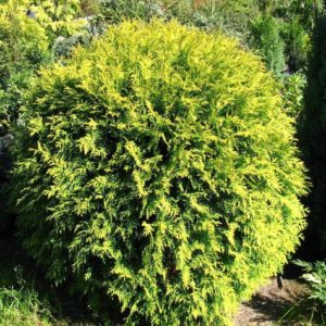 Туя західна Селена / Thuja occidentalis Selena (діаметр 30 см)