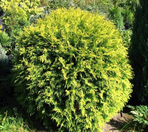 Туя західна Селена / Thuja occidentalis Selena (діаметр 30 см)