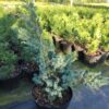 Ялівець китайський Блю Альпс / Блу Альпс / Juniperus chinensis Blue Alps (60-70см.) 3731