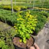 Барбарис Тунберга Марія / Berberis thunbergii Maria (40-60см.) 3362