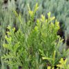 Туєвик долотовидний ‘Нана’ / Thujopsis dolabrata ‘Nana’ (30-40 см. ) 3923