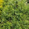 Туєвик долотовидний ‘Нана’ / Thujopsis dolabrata ‘Nana’ (30-40 см. ) 3927