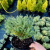 Туя західна Містер Боулінг Болл / Thuja occidentalis Mr. Bowling Ball (35-40 см) 4319
