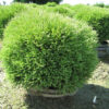 Туя західна Містер Боулінг Болл / Thuja occidentalis Mr. Bowling Ball (35-40 см) 4163