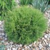 Туя західна Містер Боулінг Болл / Thuja occidentalis Mr. Bowling Ball (35-40 см)