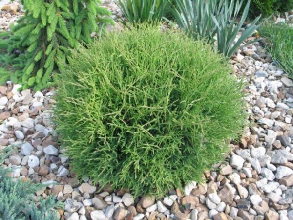 Туя західна Містер Боулінг Болл / Thuja occidentalis Mr. Bowling Ball (35-40 см)