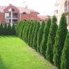 Туя Смарагд (60-70 см., контейнер 4л.) 4338