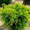 Ялівець лускатий Голден Джой / Juniperus squamata Golden Joy ( 30-35 См. ) 4492