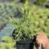 Ялівець середній Олд Голд / Juniperus pfitzeriana Old Gold (50 см.) 4117