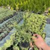 Ялівець середній Олд Голд / Juniperus pfitzeriana Old Gold (50 см.) 4119
