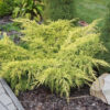 Ялівець середній Олд Голд / Juniperus pfitzeriana Old Gold (50 см.) 4111