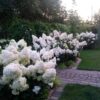 Гортензія волотиста Полар Бір / Hydrangea paniculata ‘Polar Bear’ (40-60см.) 4968