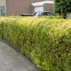 Бірючина овальнолиста Ауреум / Ligustrum ovalifolium Golden (50-70см.) 4917