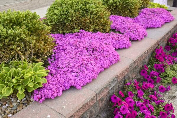 Флокс (Флокси) шилоподібний / Phlox subulata (20-25см.)