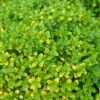 Тим’ян / Чебрець лимонний Ауреа / Thymus citriodorus Aurea (15-20см.) 5019