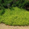 Тим’ян / Чебрець лимонний Ауреа / Thymus citriodorus Aurea (15-20см.) 5021