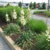 Юка волокниста (нитчата) / Yucca filamentosa (25см.) 5032